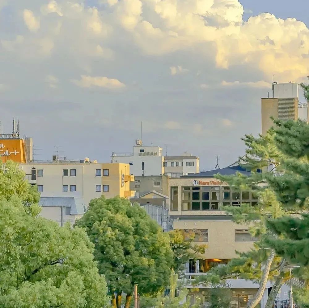 ps笔刷ipad手绘宫崎骏动漫植物笔刷 【804期】